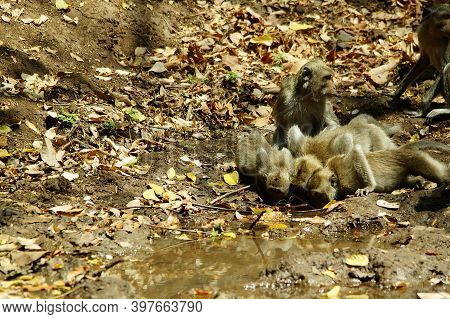The Crab Eating Macaque (macaca Fascicularis), Also Known As The Long Tailed Macaque, Is A Cercopith