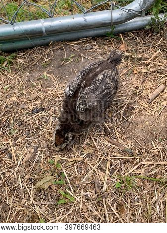 Baby Easter Egger Chick In The Backyard