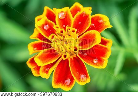Flower Background, Beautiful And Bright Flower Tagétes