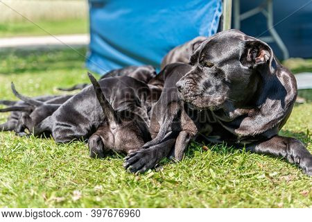 Mom Feeding Cane Corso Puppies In The Yard, Warm Summer Day, Sun Shining