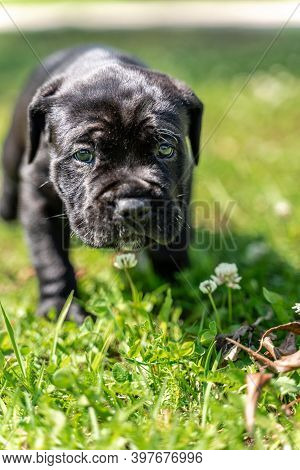 Closeup View Of Cane Corso Puppy On Sunny Summer Day