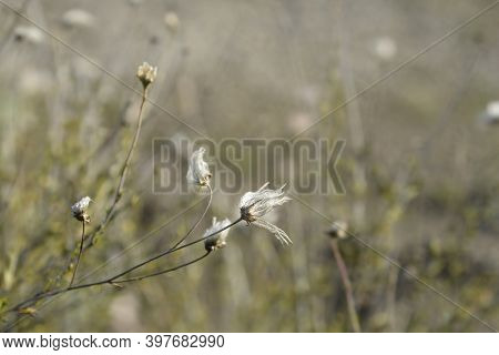 Ache Plume Seed Heads - Latin Name - Fallugia Paradoxa
