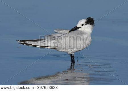 A Sandwich Tern, Thalasseus Sandvicensis At The Shoreline On A Beach In Florida With A Blue Backgrou