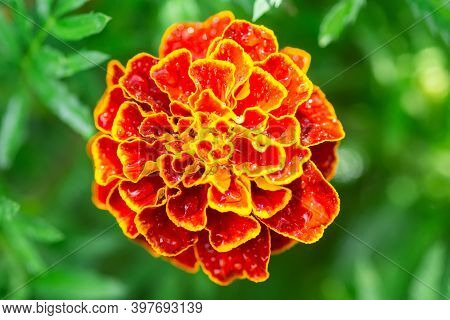 Flower Background, Beautiful And Bright Flower Tagétes