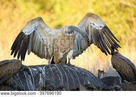 The Cape Griffon Or Cape Vulture (gyps Coprotheres) Sitting On The Remains Of A Hippo.typical Behavi