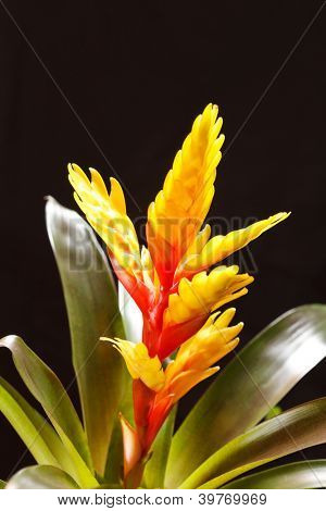 Vinduet plante 