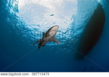 View Of An Oceanic White Tip Shark Or Longimanus From Below. Swimming Close To A Boat