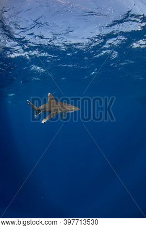 Vertical Image Of A Longimanus Swimming Close To The Surface.