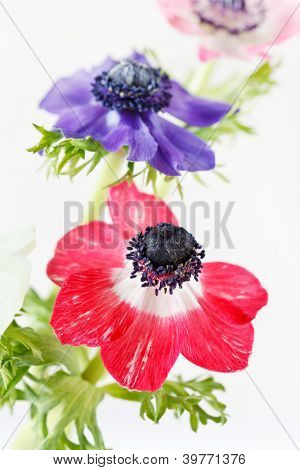 flores de anémona