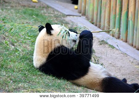 Giant panda