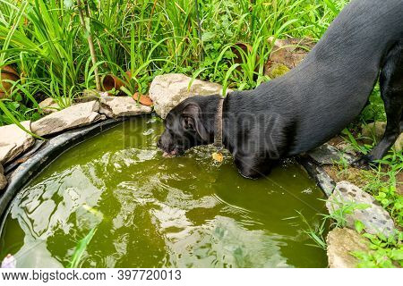 Black Labrador Retriever Dog Playing In The Yard On A Summer Day