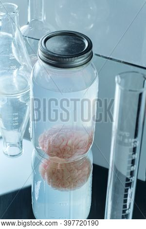 Human Brain Preserved In Formaldehyde For Science Experiments And Education On Anatomy