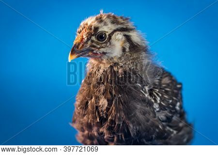 Sicilian Buttercup Chicken Portrait Farm Hen On Blue