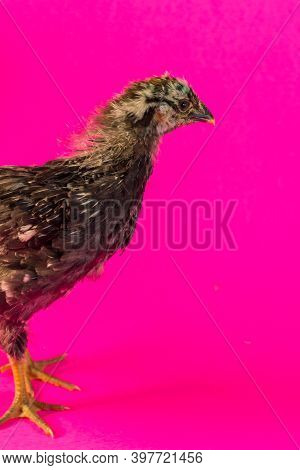 Sicilian Buttercup Chicken Portrait Farm Hen On Pink