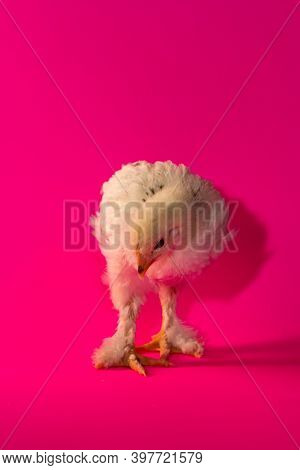 Young Adolescent Light Brahma Chicken Farm Hen On Pink