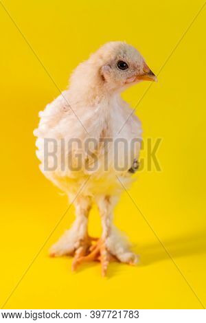 Young Adolescent Light Brahma Chicken Farm Hen On Yellow