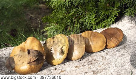 The Collected Mushrooms Are Laid Out On A Wooden Texture. Autumn Still Life. Soft Light.