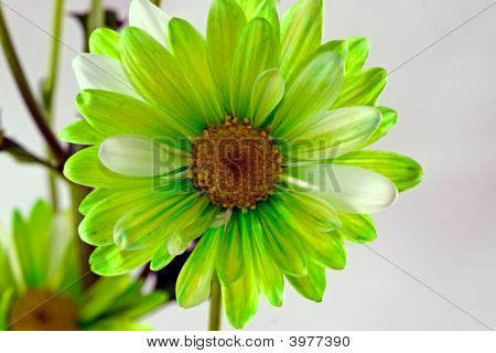 Designer Daisy