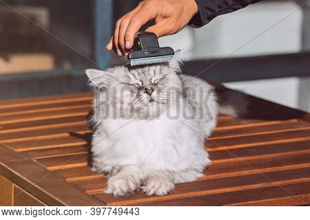 Man Combing His Lovely Grey Cat With Furminatoror Grooming Tool. Pet Care, Grooming. Cat Loves Being