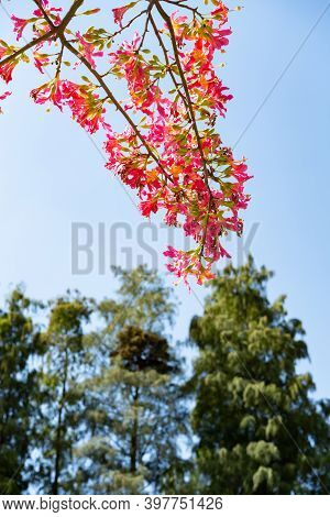 Blooming Chorisia Speciosa St.hil In A Sunny Day Vertical Composition