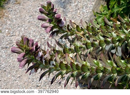 It Grows To A Height Of 50 To 150 Cm. The Plants Are Tall, Especially At The Time Of Flowering, When