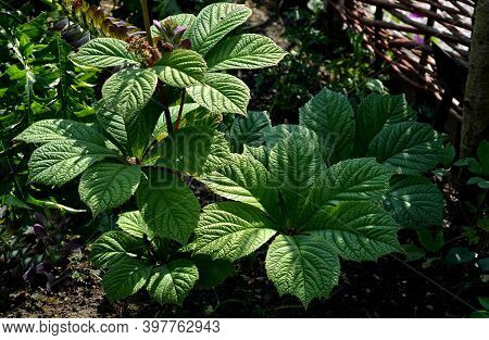 It Grows To A Height Of 50 To 150 Cm. The Plants Are Tall, Especially At The Time Of Flowering, When