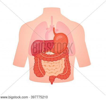 Digestive Biology Anatomy Organ Small Intestine Large Intestine Liver Stomachposition In Body Transp