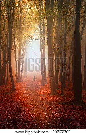 Vacker skog under hösten