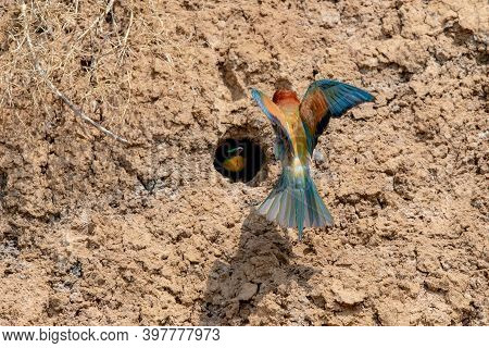 European Bee-eater Or Merops Apiaster On Ground Near Hole Nest.