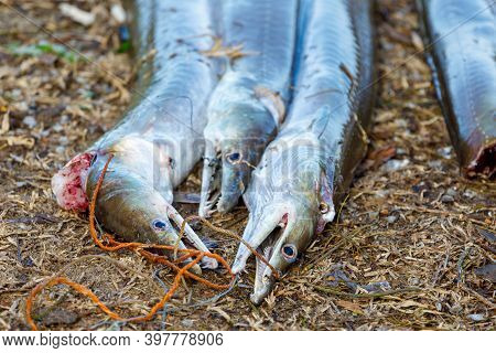 Freshly Caught Fish From Indian Ocean On Ground, Masoala Madagascar