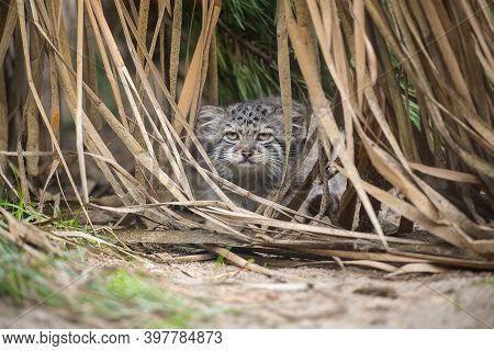 Pallas's Cat  (otocolobus Manul). Manul Is Living In The Grasslands And Montane Steppes Of Central A