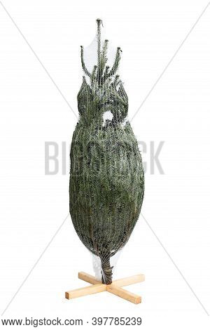 Fresh Cutted Green Young Pine Trees For Christmas And Preserved Or Wrapped In A Plastic Net On White
