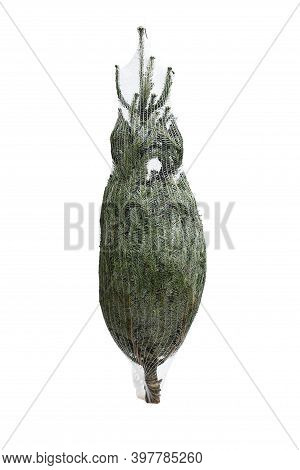 Fresh Cutted Green Young Pine Trees For Christmas And Preserved Or Wrapped In A Plastic Net On White