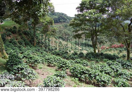 Coffee Plantation In The Central Zone Of Costa Rica