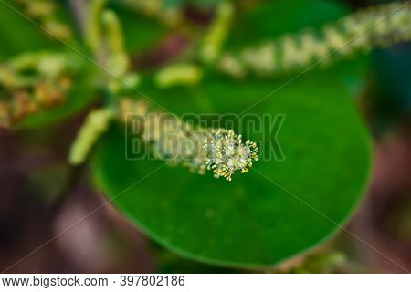 Antidesma Is A Genus Of Tropical Plant In The Family Phyllanthaceae Formally Described By Linnaeus I
