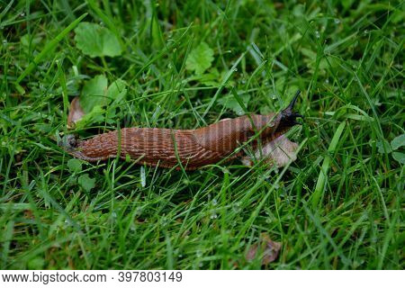 Collecting Brown Rusty Orange Spanish Snails From A Vegetable Garden Where Their Invasion Damages Th