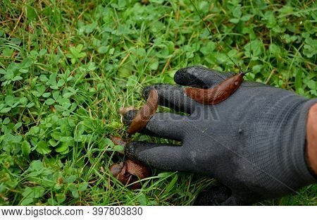 Collecting Brown Rusty Orange Spanish Snails From A Vegetable Garden Where Their Invasion Damages Th