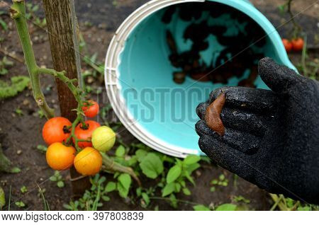Collecting Brown Rusty Orange Spanish Snails From A Vegetable Garden Where Their Invasion Damages Th