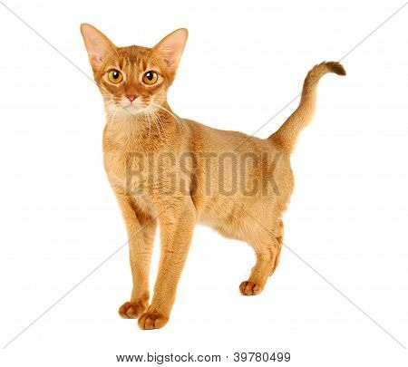 Abessinier Katze