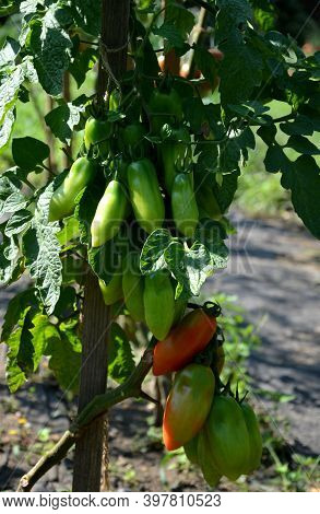 Tomato Stick Variety With Elongated Oval Fruits, Weighing 130 - 150 G, Intended For Kitchen Processi