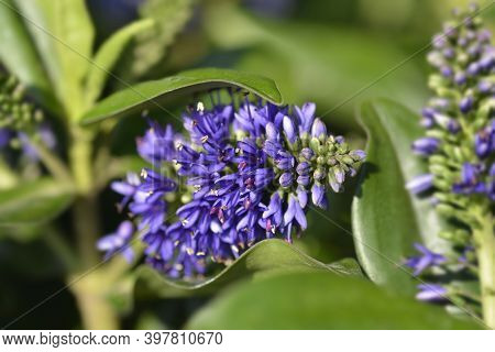 Shrubby Veronica Addenda Grethe Flower - Latin Name - Hebe Addenda Grethe
