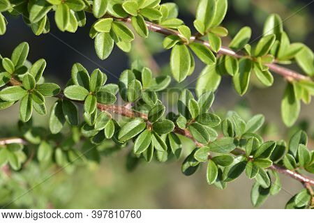 Bearberry Cotoneaster Coral Beauty Branch - Latin Name - Cotoneaster Dammeri Coral Beauty