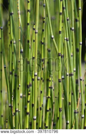 Scouring Rush Horsetail - Latin Name - Equisetum Hyemale