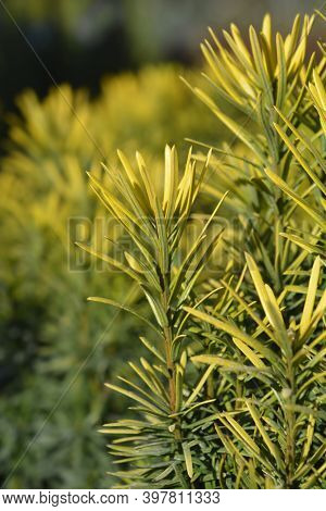 Korean Gold Plum Yew - Latin Name - Cephalotaxus Harringtonia Korean Gold