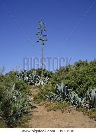 Agave Flower