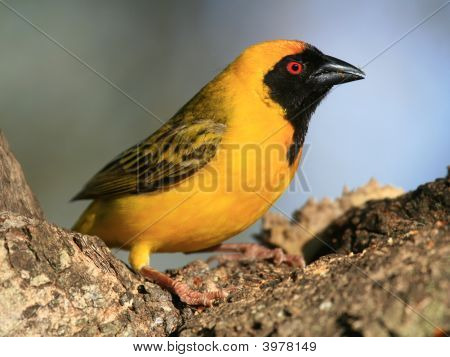 Güney Maskedweaver