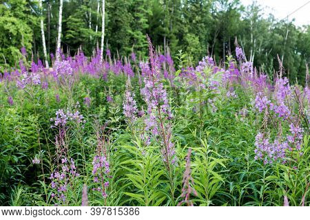 Field Of Blooming Sally Flowers, Wild Medicinal Herbal Tea Of Willow Plant Or Epilobium. Willow-herb