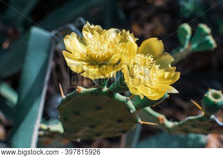Prickly Pear Cactus With Yellow Flower In Ayia Napa Coast In Cyprus. Opuntia, Ficus-indica, Indian F