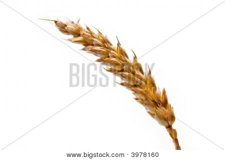 Grano Spike