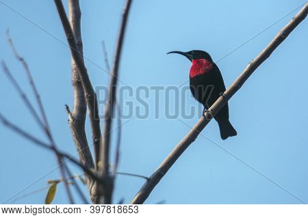 Scarlet Chested Sunbird Isolated In Blue Sky In Kruger National Park, South Africa ; Specie Chalcomi